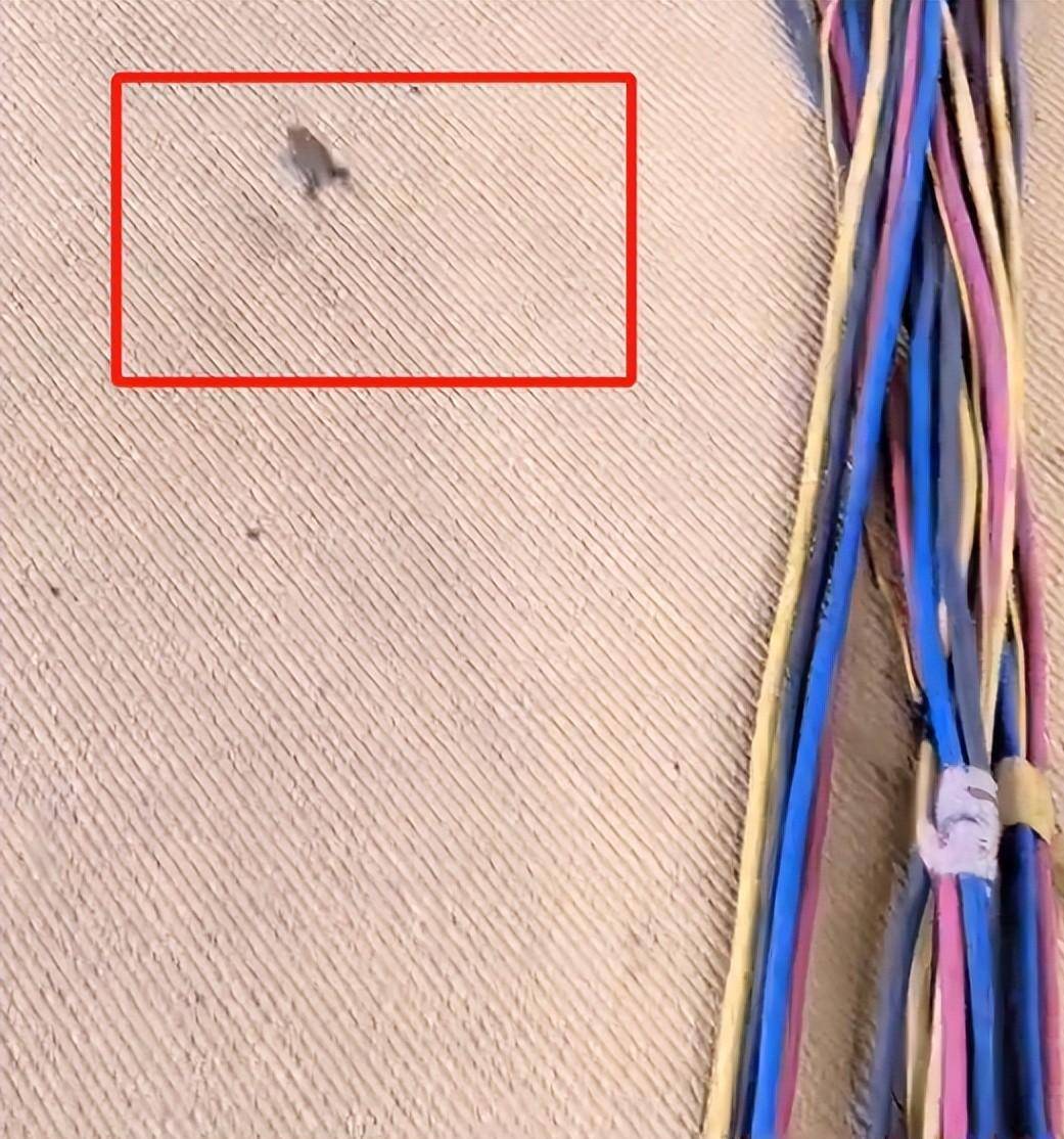 乒乓球亚锦赛变荒野求生比赛场地惊现青蛙?现场环境令人担忧